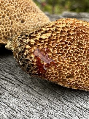  ( - FDS-CA-01540)  @11 [ ] c (2024) Rudy Diaz Fungal Diversity Survey