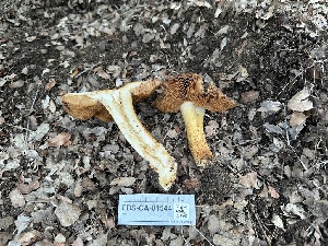  ( - FDS-CA-01544)  @11 [ ] c (2024) Rudy Diaz Fungal Diversity Survey