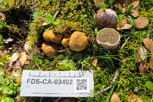  (Rhizopogon arctostaphyli - FDS-CA-03402)  @11 [ ] by-nc (2024) Fresno Mycology Society Fungal Diversity Survey