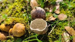  ( - FDS-CA-03402)  @11 [ ] by-nc (2024) Fresno Mycology Society Fungal Diversity Survey