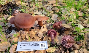  ( - FDS-CA-03404)  @11 [ ] by-nc (2024) Fresno Mycology Society Fungal Diversity Survey