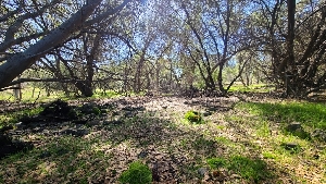  ( - FDS-CA-03404)  @11 [ ] by-nc (2024) Fresno Mycology Society Fungal Diversity Survey