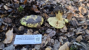  ( - FDS-CA-03405)  @11 [ ] by-nc (2024) Fresno Mycology Society Fungal Diversity Survey