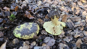  ( - FDS-CA-03405)  @11 [ ] by-nc (2024) Fresno Mycology Society Fungal Diversity Survey