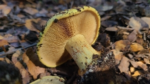  ( - FDS-CA-03405)  @11 [ ] by-nc (2024) Fresno Mycology Society Fungal Diversity Survey