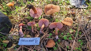  ( - FDS-CA-03407)  @11 [ ] by-nc (2024) Fresno Mycology Society Fungal Diversity Survey