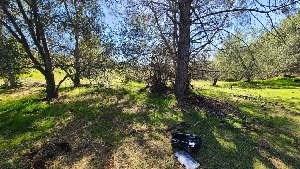 ( - FDS-CA-03407)  @11 [ ] by-nc (2024) Fresno Mycology Society Fungal Diversity Survey