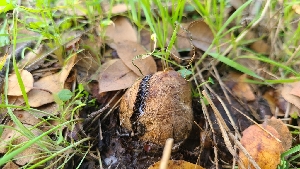  ( - FDS-CA-03408)  @11 [ ] by-nc (2024) Fresno Mycology Society Fungal Diversity Survey