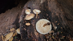  ( - FDS-CA-03411)  @11 [ ] by-nc (2024) Fresno Mycology Society Fungal Diversity Survey