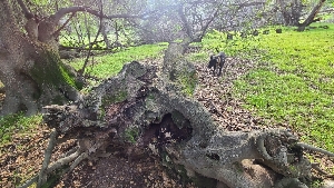  ( - FDS-CA-03411)  @11 [ ] by-nc (2024) Fresno Mycology Society Fungal Diversity Survey