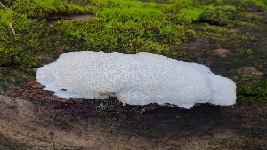  ( - FDS-CA-03412)  @11 [ ] by-nc (2024) Fresno Mycology Society Fungal Diversity Survey