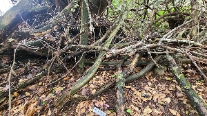  ( - FDS-CA-03413)  @11 [ ] by-nc (2024) Fresno Mycology Society Fungal Diversity Survey
