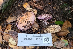  (Calonarius albidolilacinus - FDS-CA-03413)  @11 [ ] by-nc (2024) Fresno Mycology Society Fungal Diversity Survey