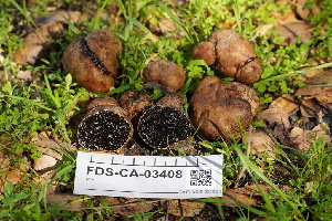  (Melanogaster - FDS-CA-03408)  @11 [ ] by-nc (2024) Fresno Mycology Society Fungal Diversity Survey