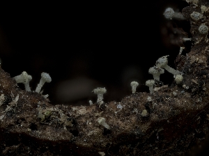  (Roesleria - HAY-F-004431)  @11 [ ] by-nc (2023) Stu Pickell Fungal Diversity Survey