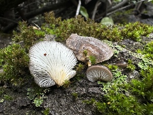  (Hohenbuehelia sp. CA01 - FDS-CA-01501)  @11 [ ] c (2024) Rudy Diaz Fungal Diversity Survey