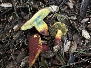  ( - FDS-CA-01504)  @11 [ ] c (2024) Rudy Diaz Fungal Diversity Survey