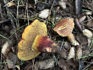  ( - FDS-CA-01504)  @11 [ ] c (2024) Rudy Diaz Fungal Diversity Survey