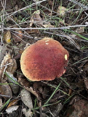  ( - FDS-CA-01504)  @11 [ ] c (2024) Rudy Diaz Fungal Diversity Survey