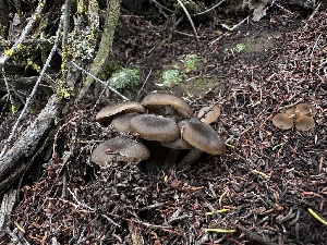  ( - FDS-CA-01507)  @11 [ ] c (2024) Rudy Diaz Fungal Diversity Survey