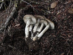  ( - FDS-CA-01507)  @11 [ ] c (2024) Rudy Diaz Fungal Diversity Survey
