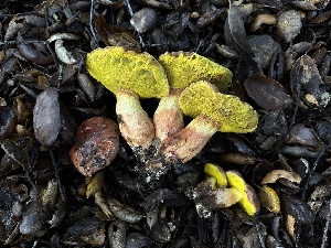  (Aureoboletus sp. flaviporus-CA01 - FDS-CA-01503)  @11 [ ] c (2024) Rudy Diaz Fungal Diversity Survey