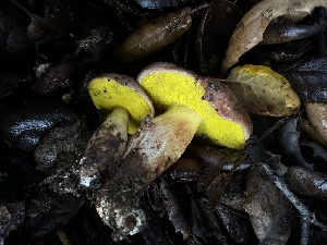  ( - FDS-CA-01503)  @11 [ ] c (2024) Rudy Diaz Fungal Diversity Survey
