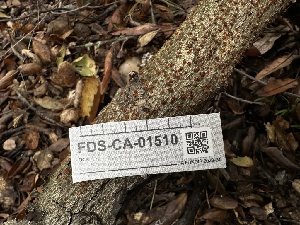  ( - FDS-CA-01510)  @11 [ ] c (2024) Rudy Diaz Fungal Diversity Survey