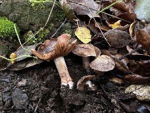  ( - FDS-CA-01512)  @11 [ ] c (2024) Rudy Diaz Fungal Diversity Survey