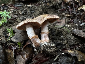  ( - FDS-CA-01512)  @11 [ ] c (2024) Rudy Diaz Fungal Diversity Survey