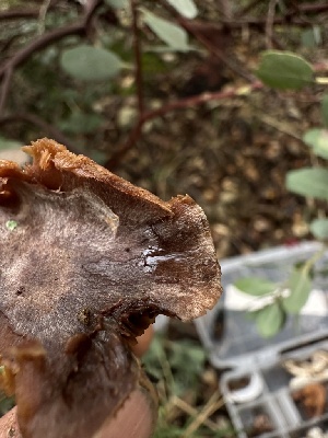  ( - FDS-CA-01512)  @11 [ ] c (2024) Rudy Diaz Fungal Diversity Survey