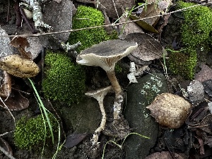  ( - FDS-CA-01513)  @11 [ ] c (2024) Rudy Diaz Fungal Diversity Survey