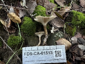  ( - FDS-CA-01513)  @11 [ ] c (2024) Rudy Diaz Fungal Diversity Survey