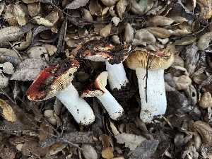  ( - FDS-CA-01515)  @11 [ ] c (2024) Rudy Diaz Fungal Diversity Survey