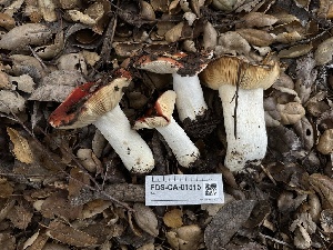  ( - FDS-CA-01515)  @11 [ ] c (2024) Rudy Diaz Fungal Diversity Survey