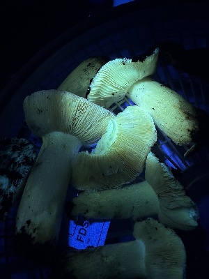  ( - FDS-CA-01515)  @11 [ ] c (2024) Rudy Diaz Fungal Diversity Survey