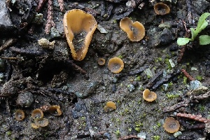  ( - FDS-CA-00795)  @11 [ ] by-nc (2024) Taye Bright Fungal Diversity Survey