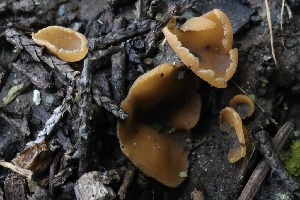  ( - FDS-CA-00795)  @11 [ ] by-nc (2024) Taye Bright Fungal Diversity Survey