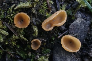  (Geopyxis sp. CA01 - FDS-CA-00795)  @11 [ ] by-nc (2024) Taye Bright Fungal Diversity Survey