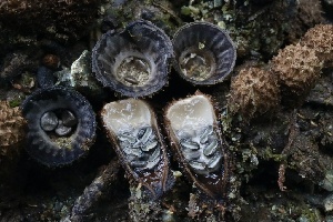  ( - FDS-CA-00781)  @11 [ ] by-nc (2024) Taye Bright Fungal Diversity Survey
