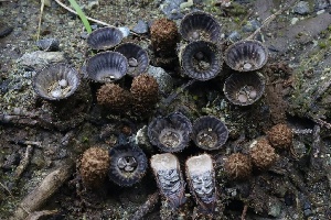 ( - FDS-CA-00781)  @11 [ ] by-nc (2024) Taye Bright Fungal Diversity Survey
