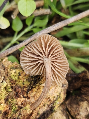  ( - FDS-CA-02189)  @11 [ ] by (2024) Mandy Hackney Fungal Diversity Survey