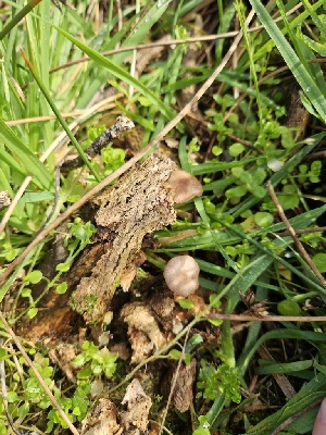  ( - FDS-CA-02189)  @11 [ ] by (2024) Mandy Hackney Fungal Diversity Survey