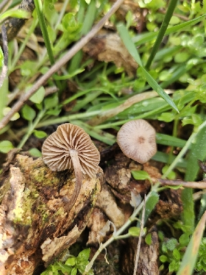  ( - FDS-CA-02189)  @11 [ ] by (2024) Mandy Hackney Fungal Diversity Survey