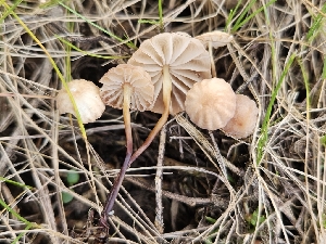  ( - FDS-CA-02192)  @11 [ ] by (2024) Mandy Hackney Fungal Diversity Survey