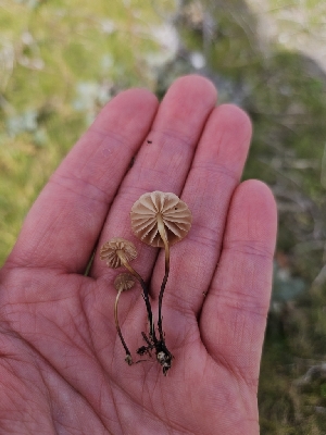  ( - FDS-CA-02192)  @11 [ ] by (2024) Mandy Hackney Fungal Diversity Survey