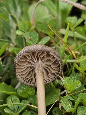  (Entoloma anodinum - FDS-CA-02182)  @11 [ ] by (2024) Mandy Hackney Fungal Diversity Survey
