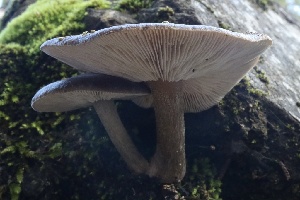  ( - FDS-CA-00757)  @11 [ ] by-nc (2024) Taye Bright Fungal Diversity Survey