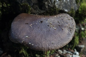  ( - FDS-CA-00757)  @11 [ ] by-nc (2024) Taye Bright Fungal Diversity Survey