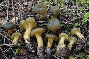  (Leotia sp. lubrica-CA01 - FDS-CA-00786)  @11 [ ] by-nc (2024) Taye Bright Fungal Diversity Survey